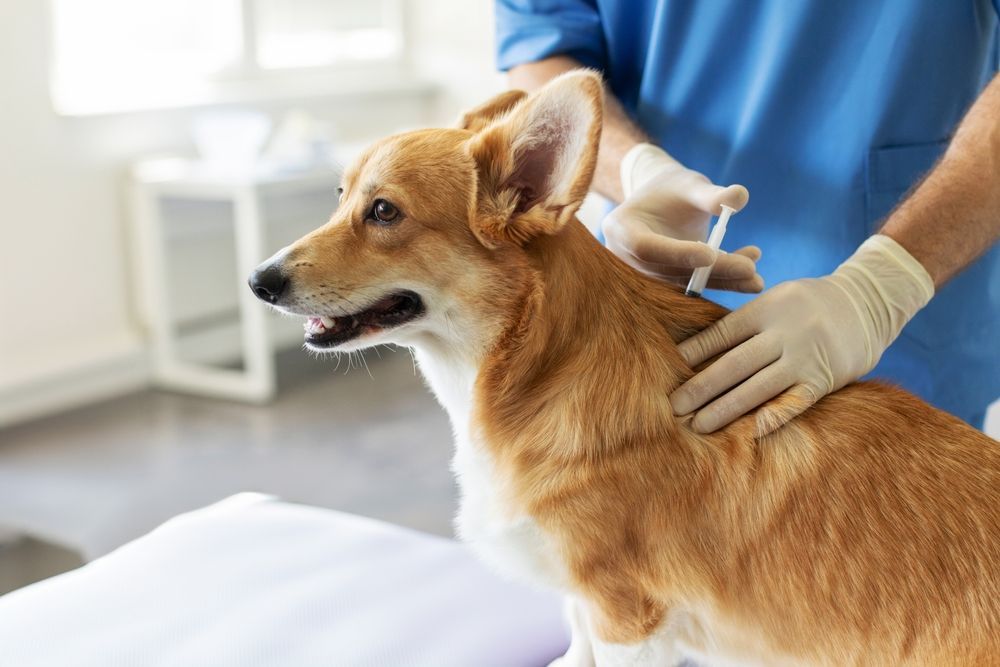 Perro recibiendo una inyección en la veterinaria. El perro es marrón y blanco. Una persona con uniforme azul y guantes le aplica la inyección.