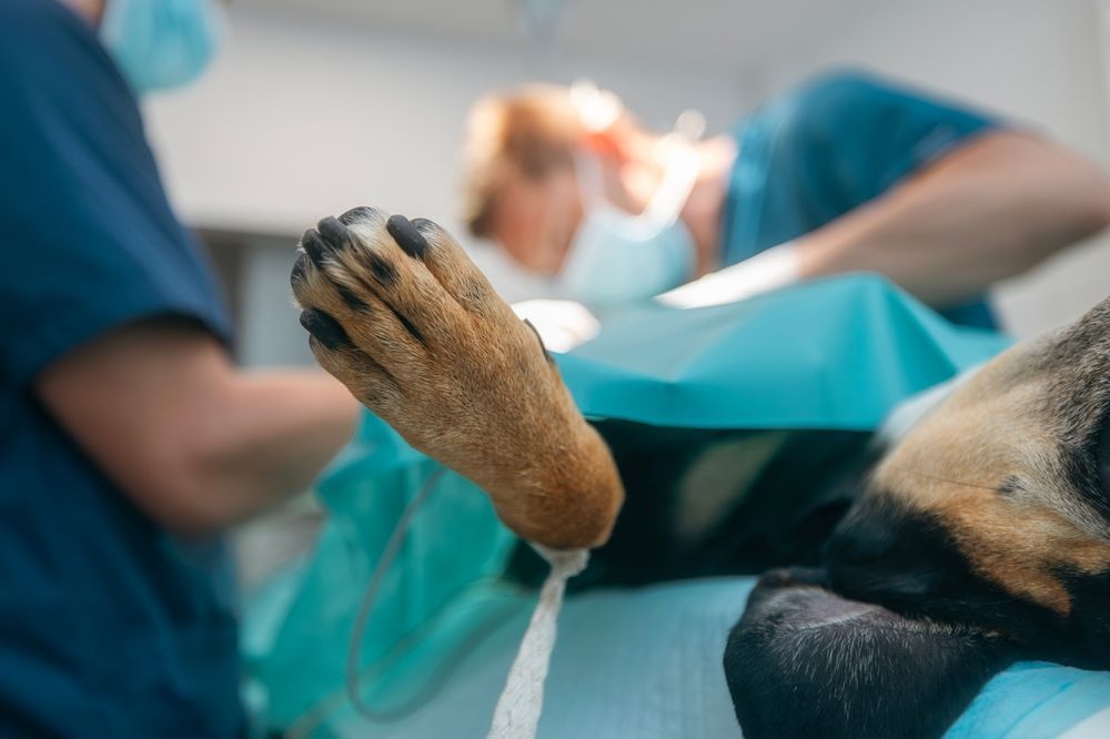 La pata de un perro en foco durante una cirugía; veterinarios con uniformes y mascarillas trabajan en el fondo.