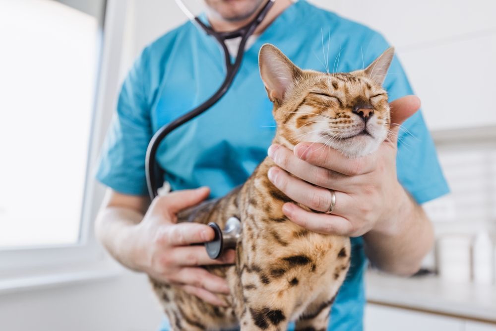 Veterinario examinando a un gato moteado con un estetoscopio. El gato parece relajado con los ojos cerrados.