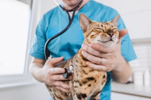 Veterinario examinando a un gato moteado con un estetoscopio. El gato parece relajado con los ojos cerrados.