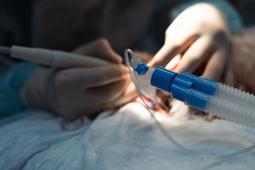Animal sometido a cirugía con tubo de anestesia y herramientas médicas.