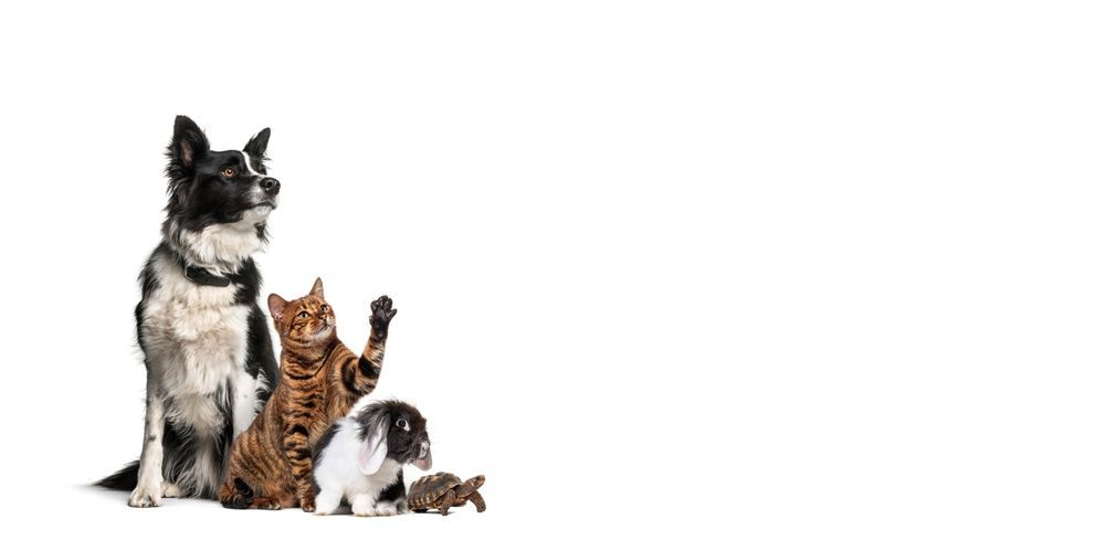 Perro, gato, conejo y tortuga sobre fondo blanco. El gato saluda.