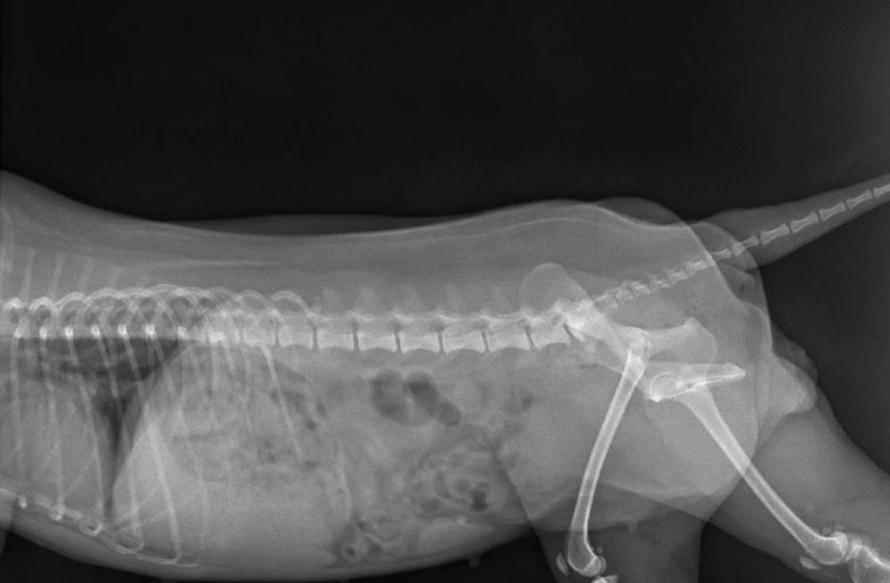 Radiografía de un perro de perfil, mostrando su columna, costillas, patas traseras y cola.