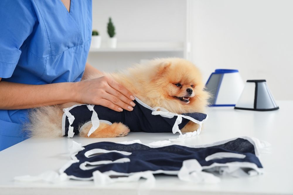 Un veterinario examina a un perro pomerania con una bata médica azul. Al fondo, una mesa blanca y collarines médicos.