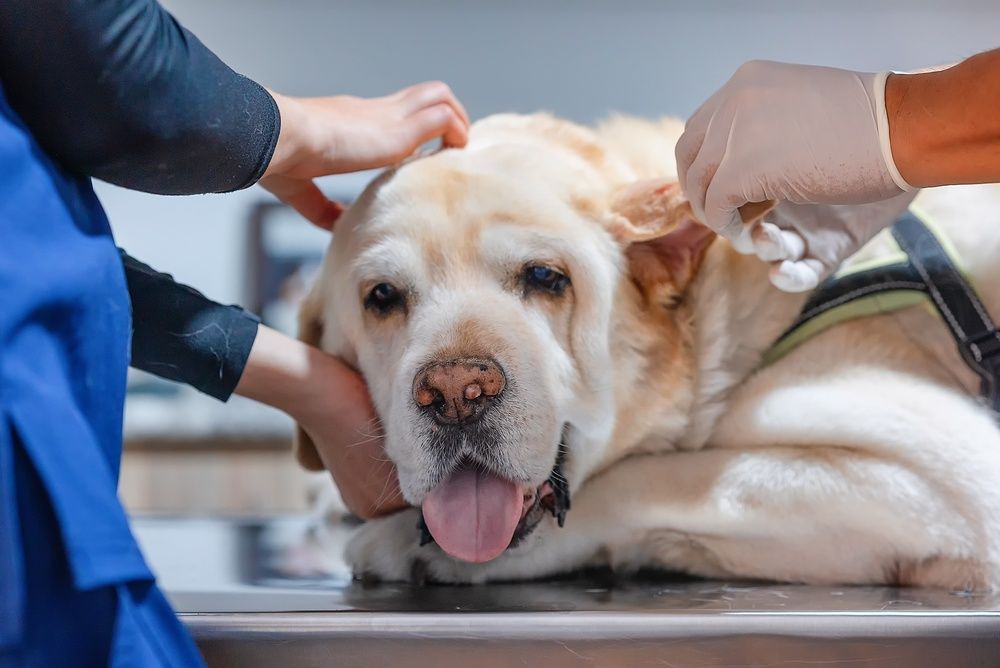 Perro siendo examinado en el consultorio de un veterinario; dos personas en el cuadro, una con la mano enguantada cerca de la oreja del perro.