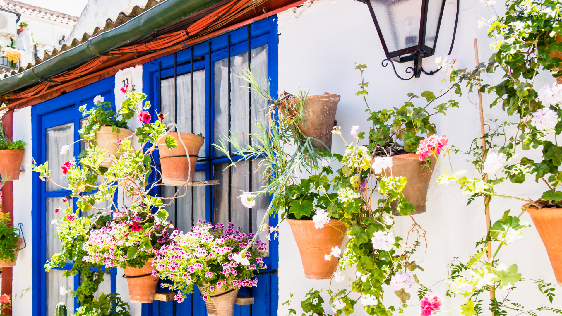 Edificio blanco con ventana azul, cubierto de macetas con flores de colores y enredaderas.