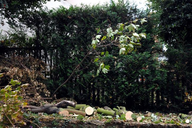 Un tas de bûches et de branches coupées dans un jardin boisé, avec de hautes haies derrière.