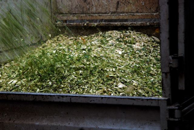 Remorque pleine de matières végétales vertes hachées, probablement des déchets de jardin ou du compost.