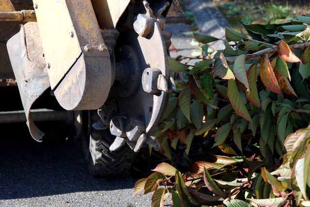Gros plan sur le godet d'une excavatrice près d'un buisson feuillu au bord d'une route goudronnée.