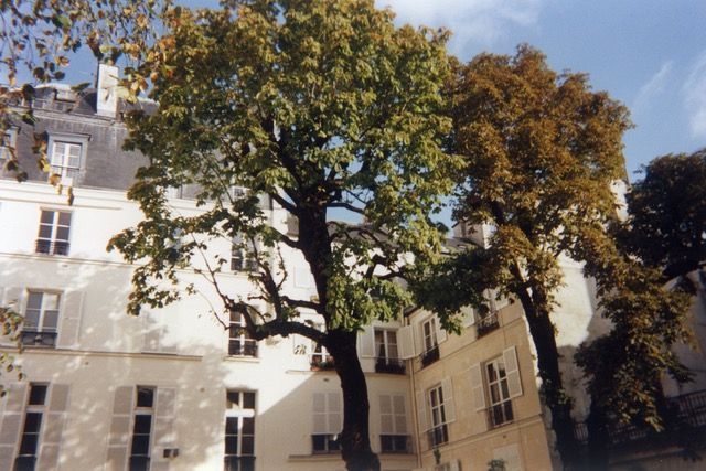 De grands arbres devant un bâtiment blanc aux nombreuses fenêtres, sous un ciel bleu.