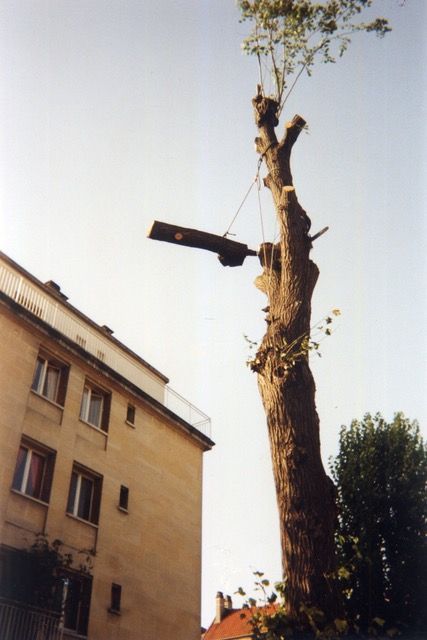 Un tronc d'arbre de grande taille est en cours de coupe près d'un bâtiment beige, une longue scie étant déployée depuis le tronc.