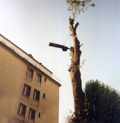 Bâtiment à côté d'un grand tronc d'arbre coupé, avec le bras d'un lampadaire se détachant sur un ciel lumineux.