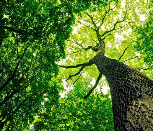 En levant les yeux vers le tronc d'un grand arbre, on aperçoit la canopée d'un vert éclatant d'une forêt.