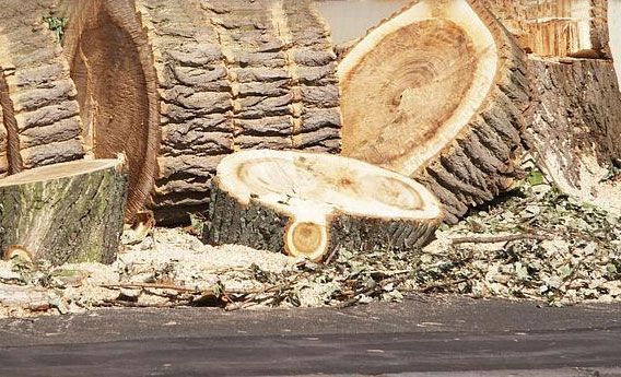 Des troncs d'arbres coupés et des bûches empilées au bord du sol forestier