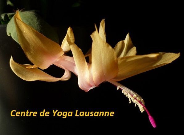 Centre de Yoga Lausanne