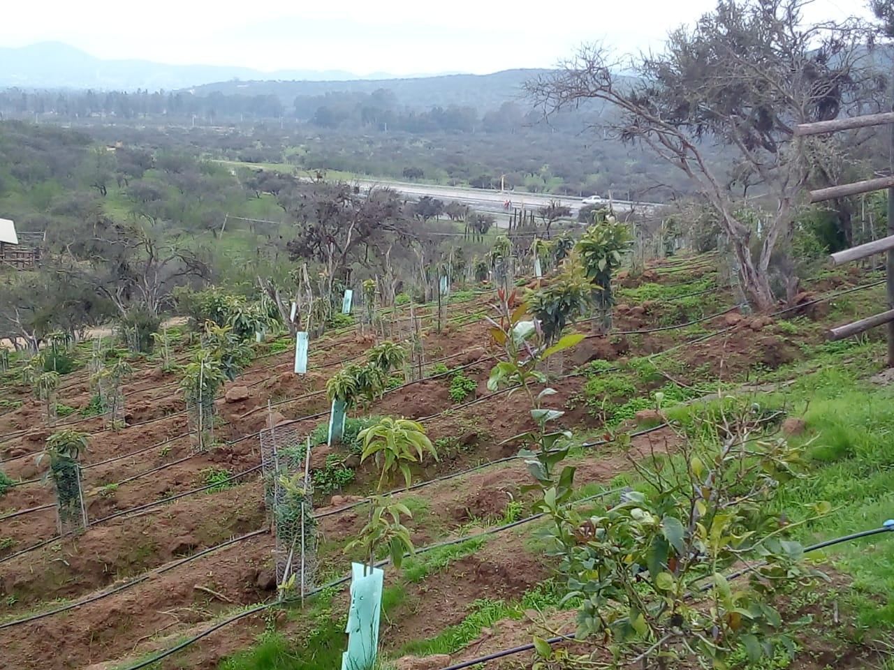 Un exuberante campo verde con árboles y arbustos que crecen en una ladera.