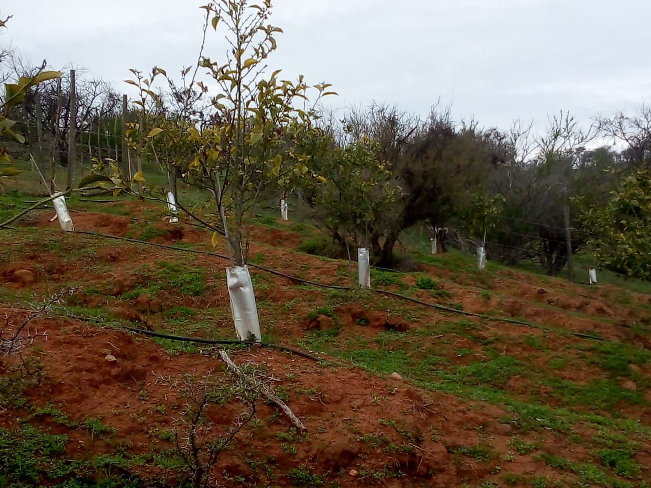Una hilera de árboles con mangas blancas crecen en un campo.