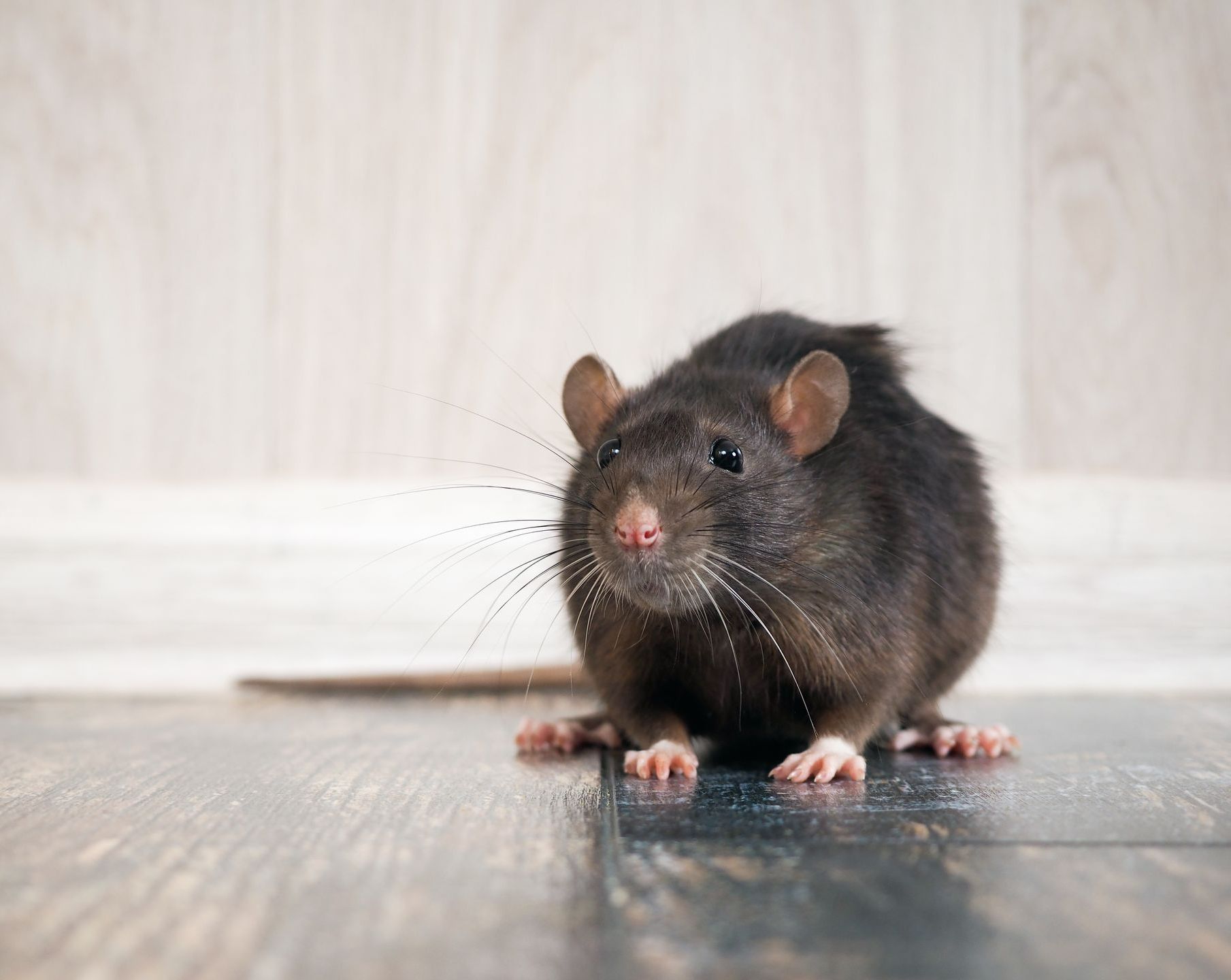 Un rat gris