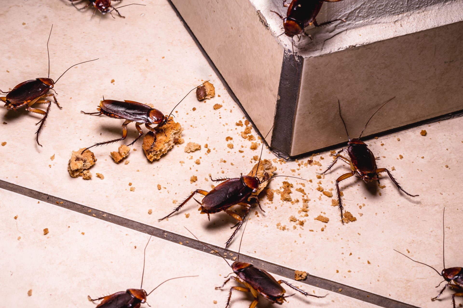 Une invasion de cafards