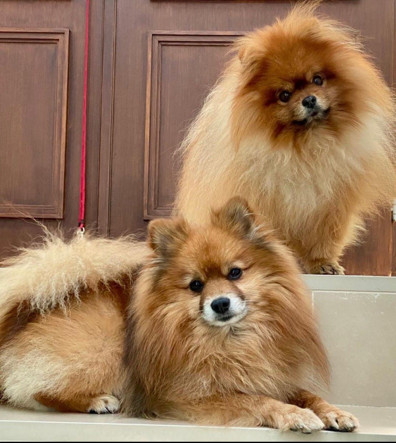 un yorkshire en train de se faire toiletter