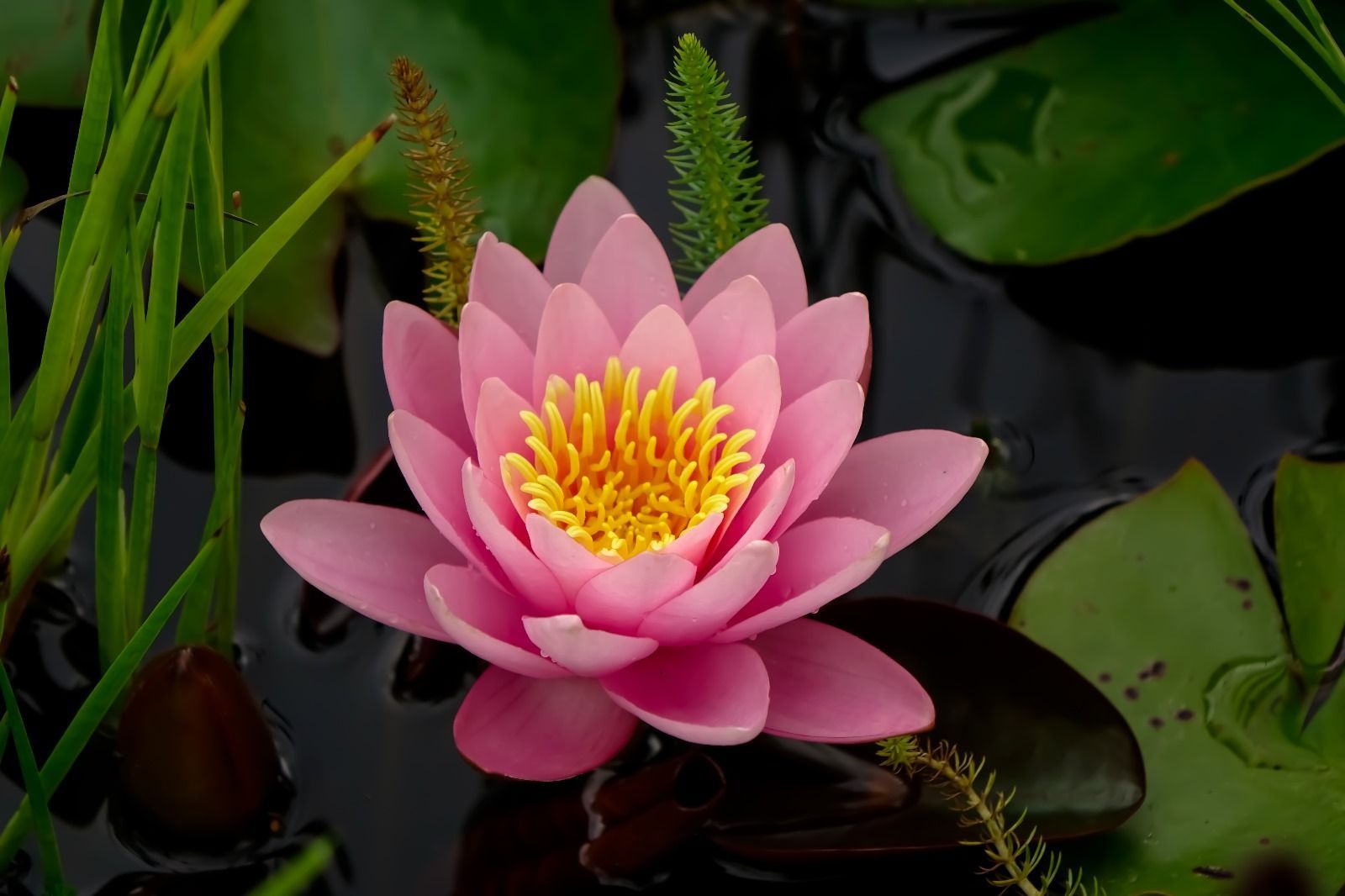 Eine rosa Seerose mit gelber Mitte schwimmt in einem Teich.