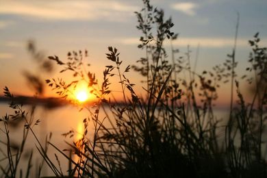 Ein Sonnenuntergang über einem Gewässer mit hohem Gras im Vordergrund