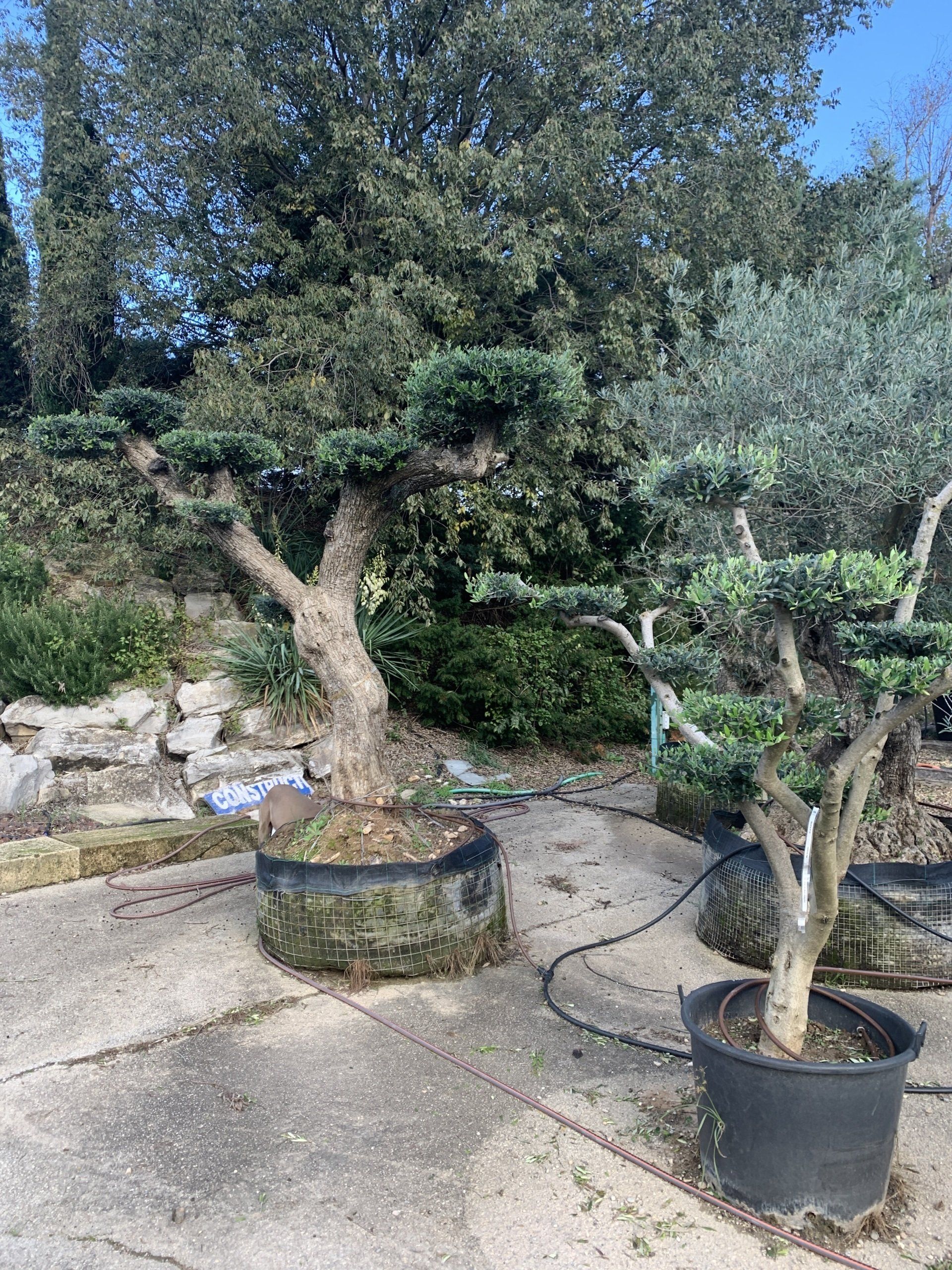 Jardinerie Pépinière Grincard | Votre Pépiniériste à Uzès