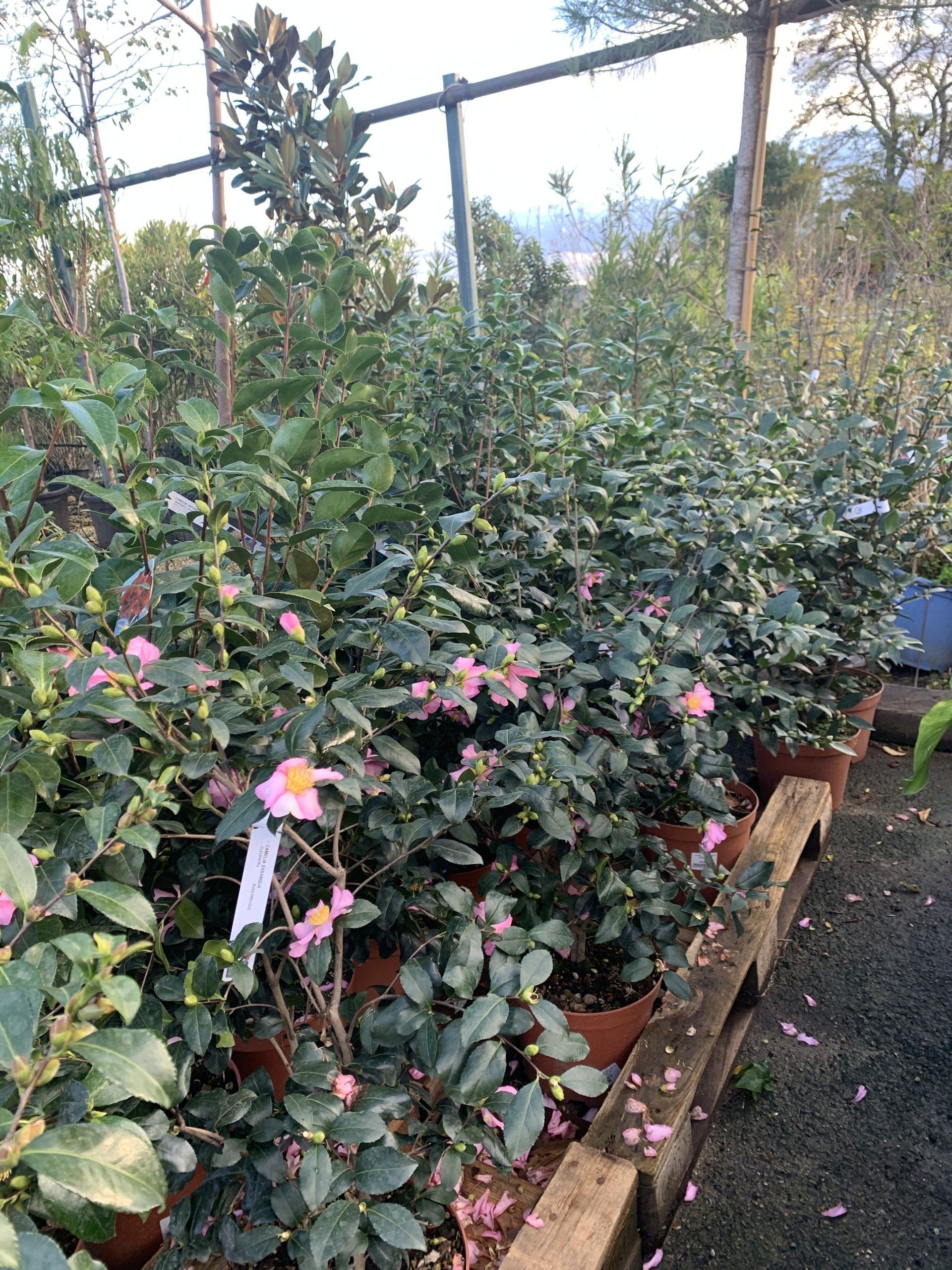 Jardinerie & Pépinière