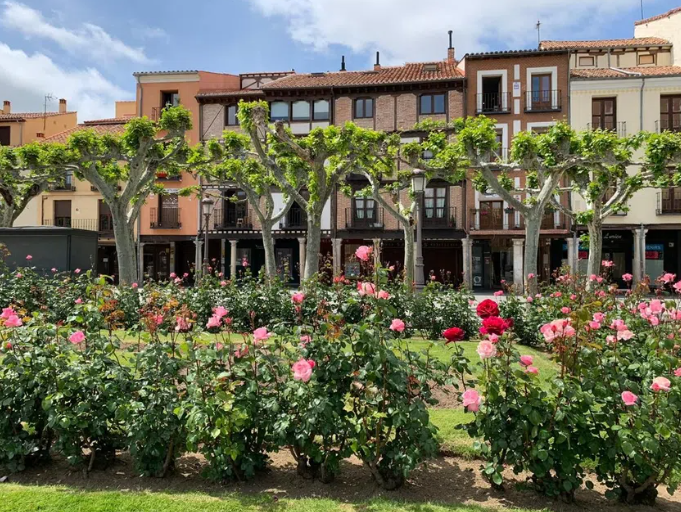 Una hilera de árboles con flores rosas frente a un edificio.