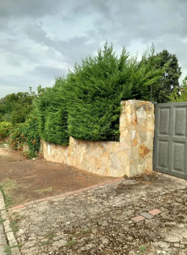 Un muro de piedra con árboles y una puerta al fondo.