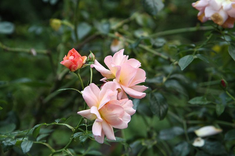 Dipl. Psychologin Claire Thomas