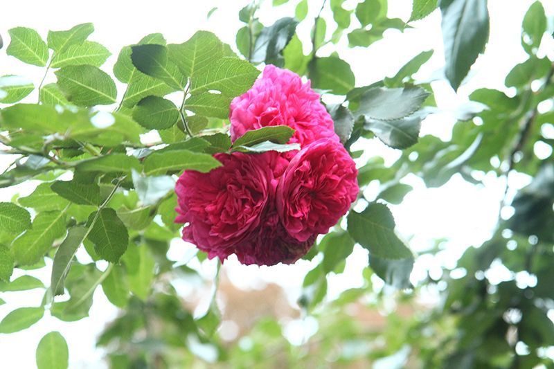 Dipl. Psychologin Claire Thomas