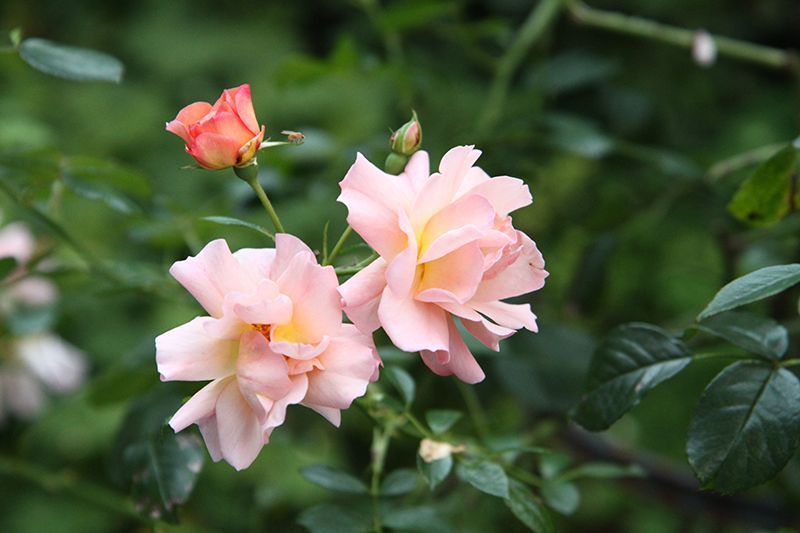 Dipl. Psychologin Claire Thomas