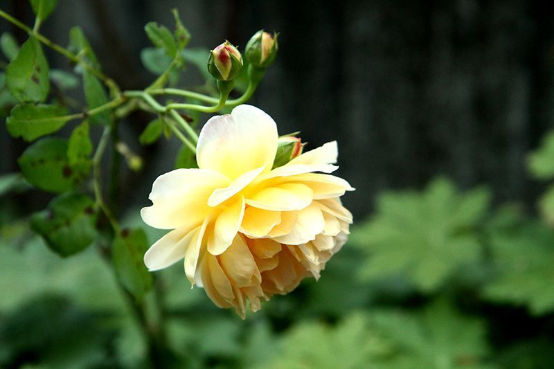 Dipl. Psychologin Claire Thomas