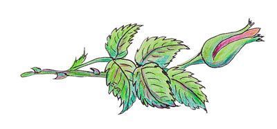 Dipl. Psychologin Claire Thomas