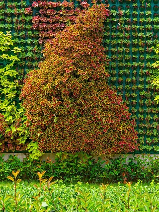 Un árbol está creciendo en una pared verde en un jardín.