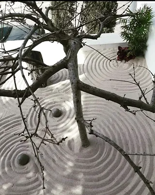 Un árbol se encuentra en medio de una zona arenosa.