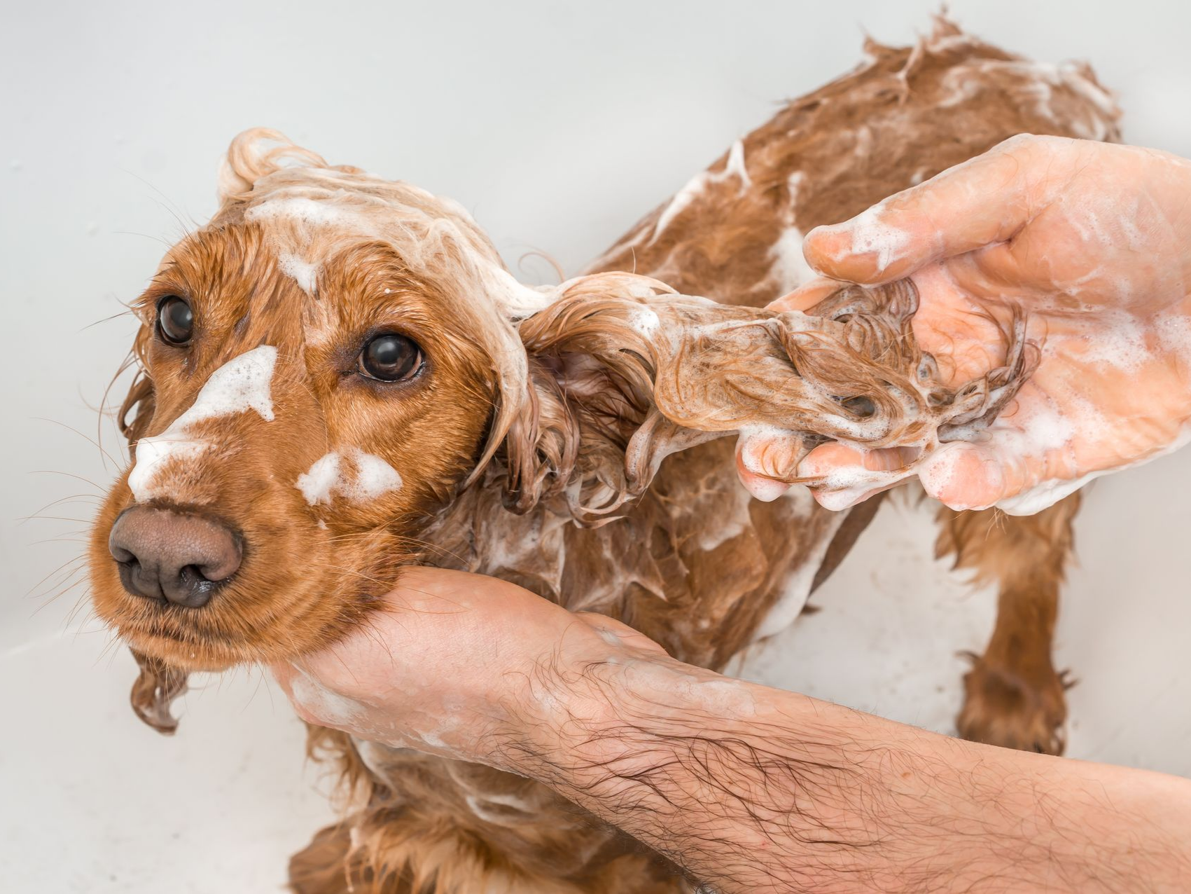 Un chien prend un bain, son pelage est recouvert de mousse savonneuse.
