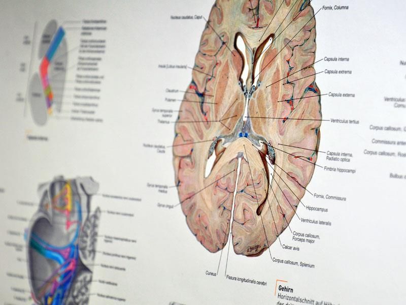 Eine Nahaufnahme eines Diagramms eines menschlichen Gehirns