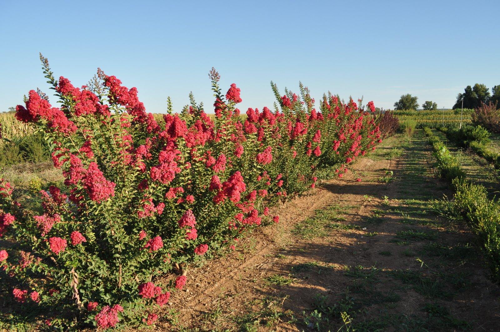 Massifs de fleurs