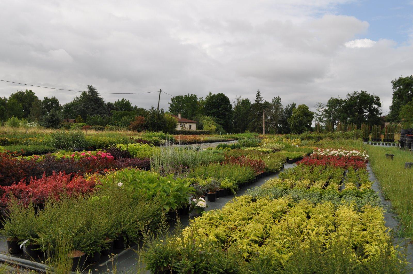 Large choix de plantes