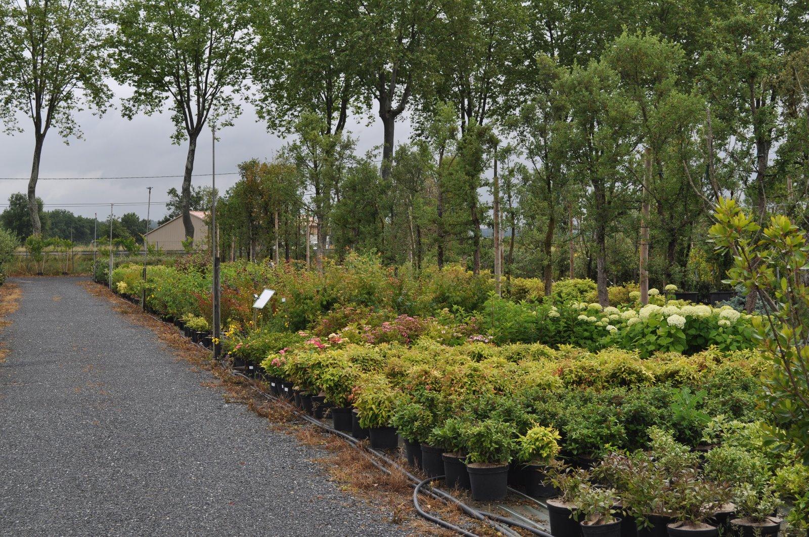Pépinière - grand choix de plantes