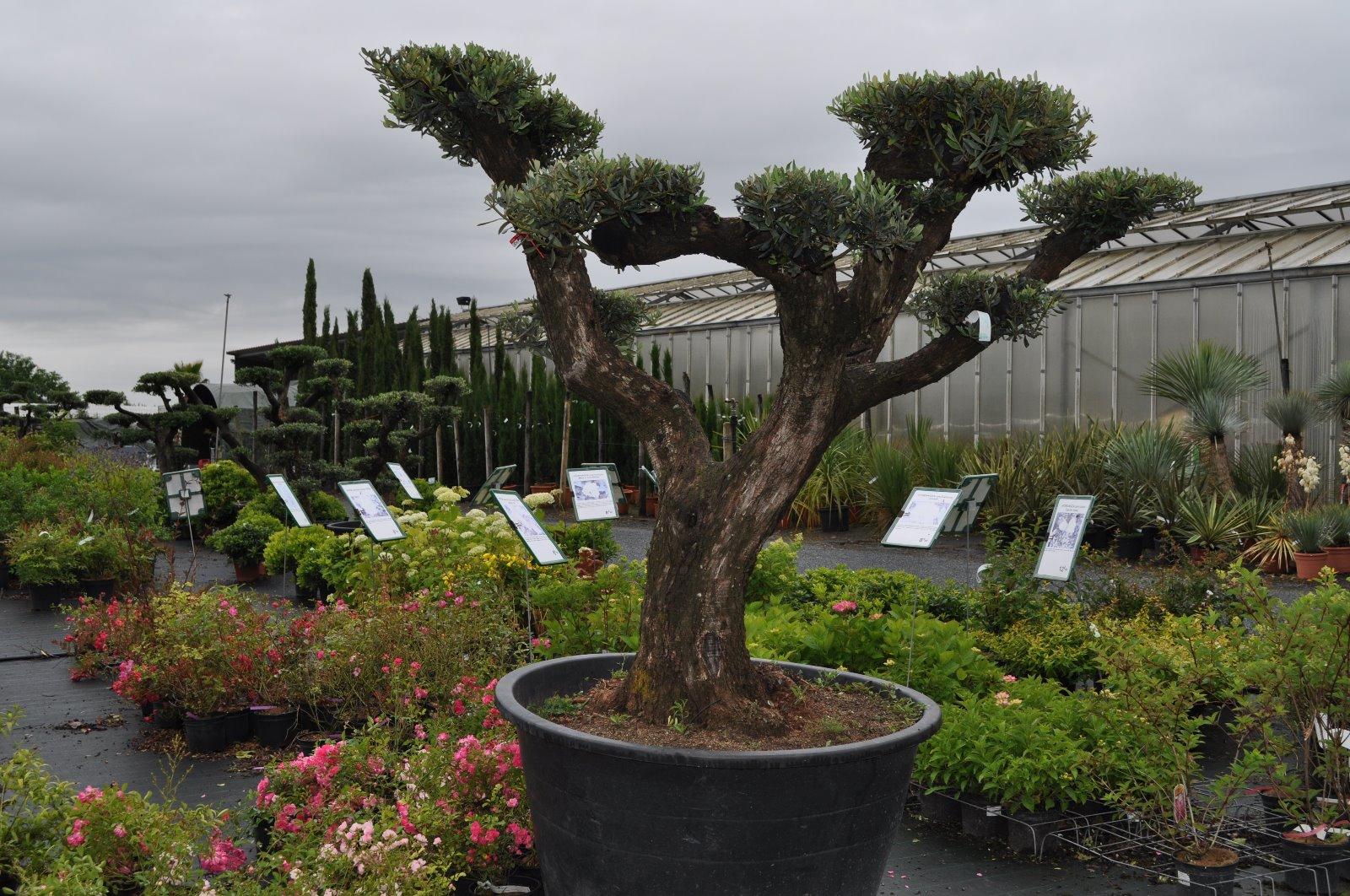 Sujet méditerranéen