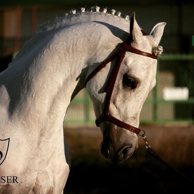 Un caballo blanco con una brida marrón y un escudo con la palabra ser.