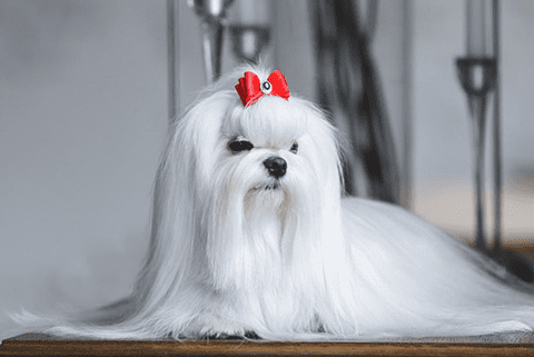 Un pequeño perro blanco con un lazo rojo en la cabeza.