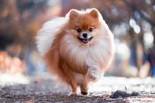 Un perro pomerania corre por un camino de tierra.
