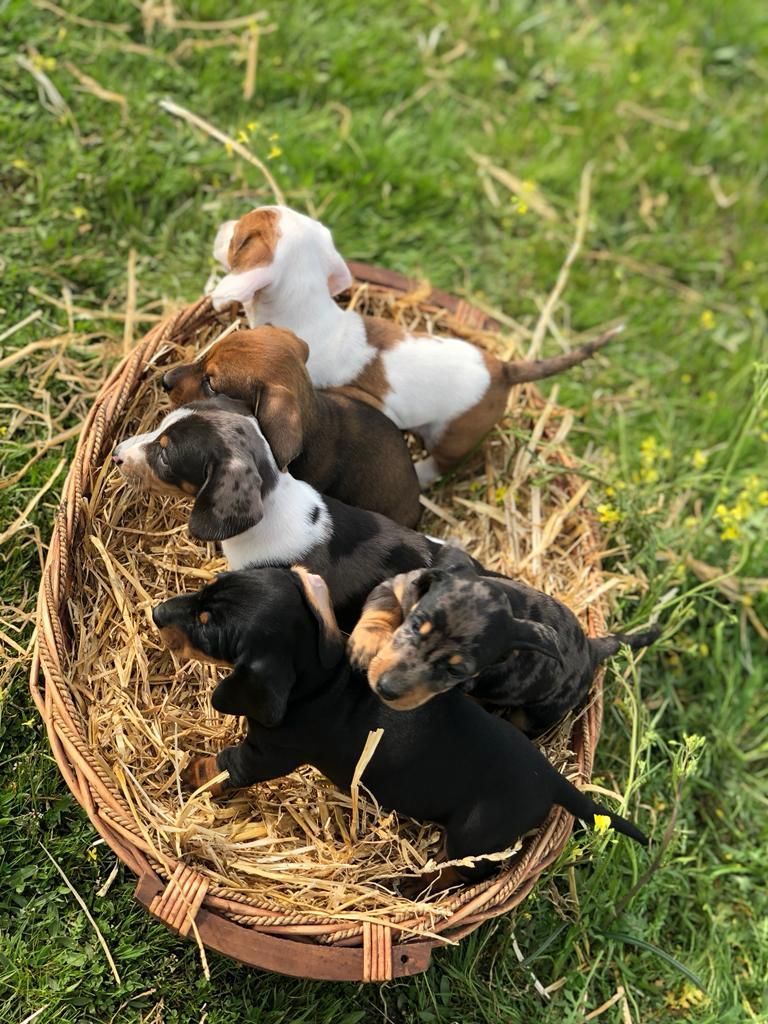 Un grupo de cachorros están acostados en una cesta de heno.