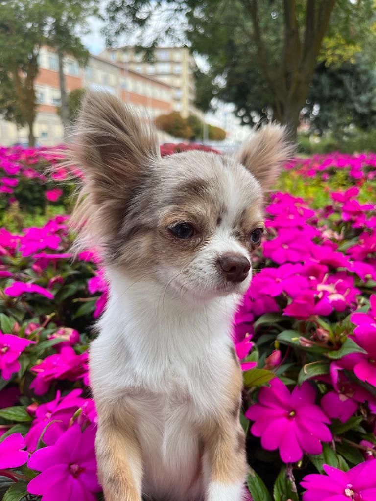 Un cachorro de chihuahua está sentado en un campo de flores rosas.