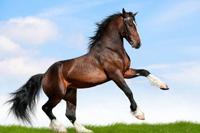 Un caballo marrón está parado sobre sus patas traseras en un campo de hierba.