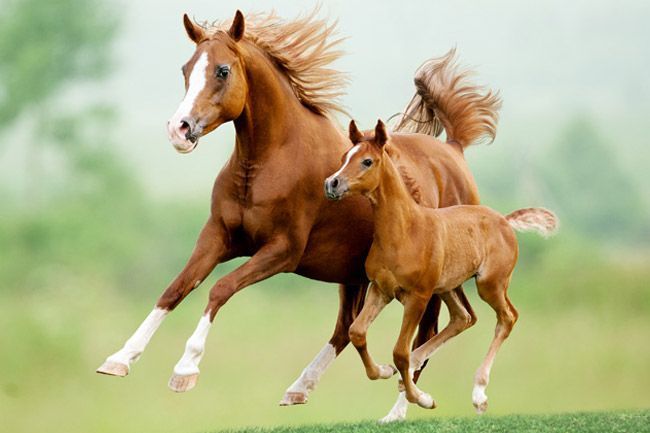 Una yegua y su potro corren en un campo.
